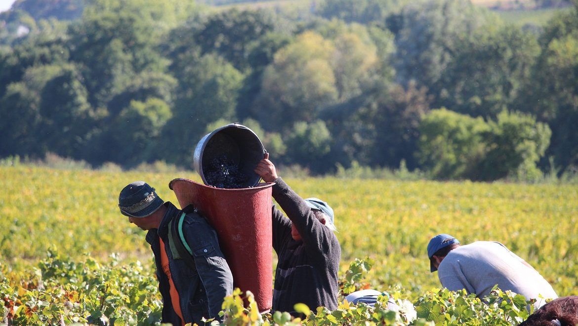 Zoom sur le millésime 2016 au domaine des Souchons