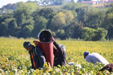 Focus on the 2016 vintage at Domaine des Souchons