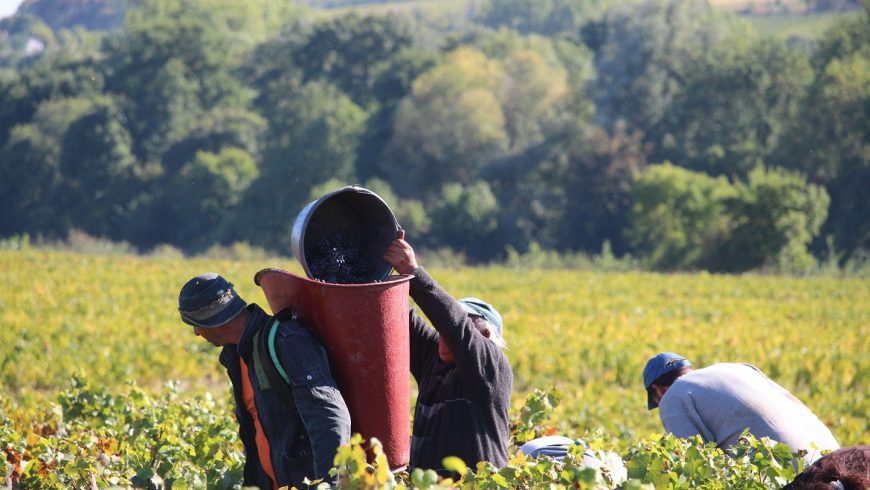 Focus on the 2016 vintage at Domaine des Souchons