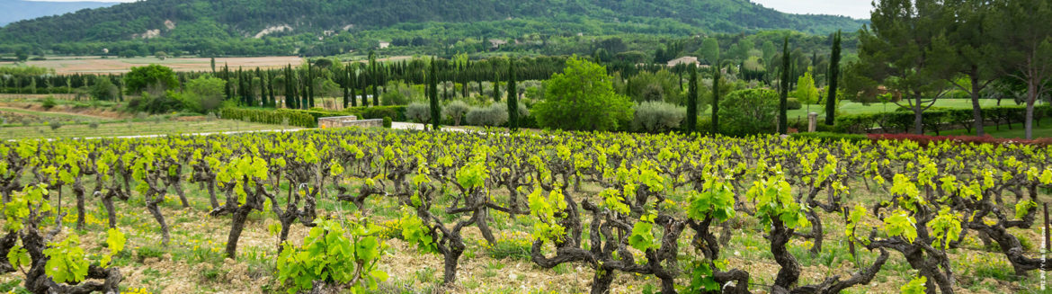 banniere-57268018_l-Provence2.jpg