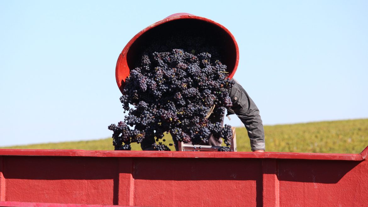 BEAUJOLAIS : UN MILLÉSIME 2017 DE TRÈS BELLE QUALITÉ