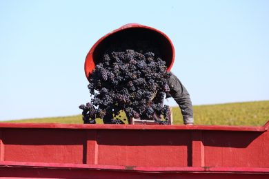 BEAUJOLAIS : UN MILLÉSIME 2017 DE TRÈS BELLE QUALITÉ